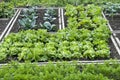 Allotment Garden Bed