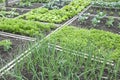 Allotment Garden Bed