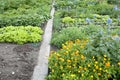 Allotment Garden Bed