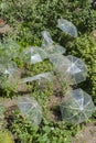 Allotment garden in Obernai. Alsace region in France Royalty Free Stock Photo