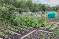 Allotment garden in spring with potatoes and onions Royalty Free Stock Photo