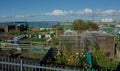 Allotment growing flowers and vegetables