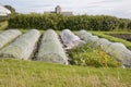 Allotment at Iona Abbey; Scotland Royalty Free Stock Photo