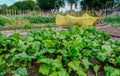 Allotment plot with a crop of beetroot. Royalty Free Stock Photo
