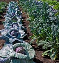 Allotment, vegetable growing Royalty Free Stock Photo