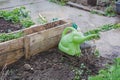 Allotments in a greenhouse with an isolated watering can.