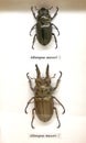 allotopus moser beetle, female and male displayed side by side. Royalty Free Stock Photo