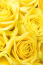 Allover pattern of delicate beautiful yellow roses bouquet with petal texture. Warm color palette. Floral botanical background