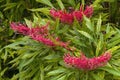 Red flowering dorrigo waratah tree