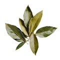Allspice Bay leaves Scattered Leaves, Spiced Dreams Royalty Free Stock Photo