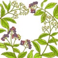 Allspice branch vector frame