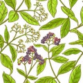 Allspice branch vector pattern