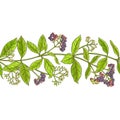 Allspice branch vector pattern