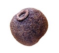 Allspice grain one whole seed isolated on white background with clipping path Royalty Free Stock Photo