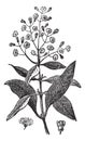 Allspice or Jamaica Pepper or Kurundu or Myrtle Pepper or Pimenta or Newspice or Pimenta dioica, vintage engraving