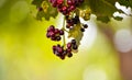 Allspice Pimenta officinalis or Pimenta dioica fruits. Royalty Free Stock Photo