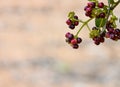 Allspice Pimenta officinalis or Pimenta dioica fruits.