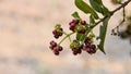 Allspice Pimenta officinalis or Pimenta dioica fruits. Royalty Free Stock Photo