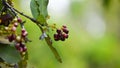 Allspice Pimenta officinalis or Pimenta dioica fruits. Royalty Free Stock Photo