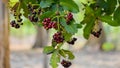 Allspice Pimenta officinalisor Pimenta dioica fruits. Royalty Free Stock Photo