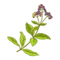 Allspice Plant with Berries Colored Illustration