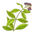 Allspice Plant Colored Detailed Illustration