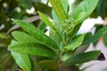 Allspice Tree, Pimenta dioica Royalty Free Stock Photo