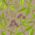 Allspice vector pattern