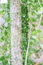 Alluaudia ascendens, closeup. Cactus grow in a greenhouse. Royalty Free Stock Photo