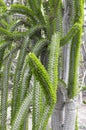 Alluaudia procera, or Madagascar ocotillo