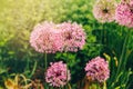 allum millenium ornamental onion. Rosy purple pink fluffy pretty rounded home flower plant Royalty Free Stock Photo