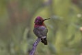 Allure of shimmering red of tiny hummingbird