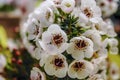 Alluring Alyssum  Could the meaning of a name, in the language of flowers, be more incredible than that of sweet alyssum, meaning Royalty Free Stock Photo