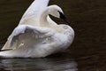 Trumpeter Swan at Jackson Hole in Wyoming