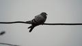 Beautiful view of True messenger bird Feral pigeon or Homing Dove sitting on the black wire