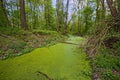 Alluvial forest with oxbow lake, canal pond with the growth of duckweed in South Moravia, Czechia Royalty Free Stock Photo