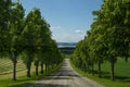 A road in yhe countryside with symmetrical trees on each side