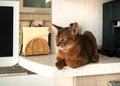 The alm Abyssinian cat lies on the kitchen countertop.