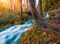 Alm sunrise in Plitvice National Park. Royalty Free Stock Photo