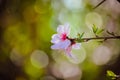 Blooming almond in Tafraout, Morocco shallow dof