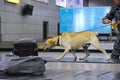 Almaty, Kazakhstan - 10.08.2015 : Border patrol officers with a dog check luggage at the airport