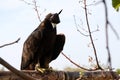 Almaty / Kazakhstan - 09.23.2020 : A Golden eagle tamed for training sits on a wooden platform among the branches