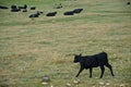 Almaty / Kazakhstan - 08.12.2018 : Grazing animals on the high plateau - assy. It is located at an altitude of 2750 m above sea