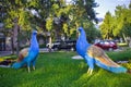 ALMATY, KAZAKHSTAN - JULY 27, 2017: City sculpture of blue peacocks in the center of Almaty.