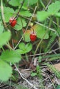 Almaty / Kazakhstan - 06.24.2012 : Wild strawberries grow in mountainous areas Royalty Free Stock Photo