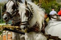 ALMAYATE, SPAIN - APRIL 22, 2018 Traditional Andalusian contest based on the presentation of the ability to drive horse with cart Royalty Free Stock Photo
