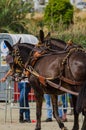 ALMAYATE, SPAIN - APRIL 22, 2018 Traditional Andalusian contest based on the presentation of the ability to drive horse with cart Royalty Free Stock Photo