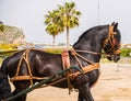 ALMAYATE, SPAIN - APRIL 22, 2018 Traditional Andalusian contest based on the presentation of the ability to drive horse with cart Royalty Free Stock Photo