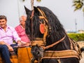 ALMAYATE, SPAIN - APRIL 22, 2018 Traditional Andalusian contest based on the presentation of the ability to drive horse with cart