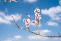 Almendro en flor Royalty Free Stock Photo